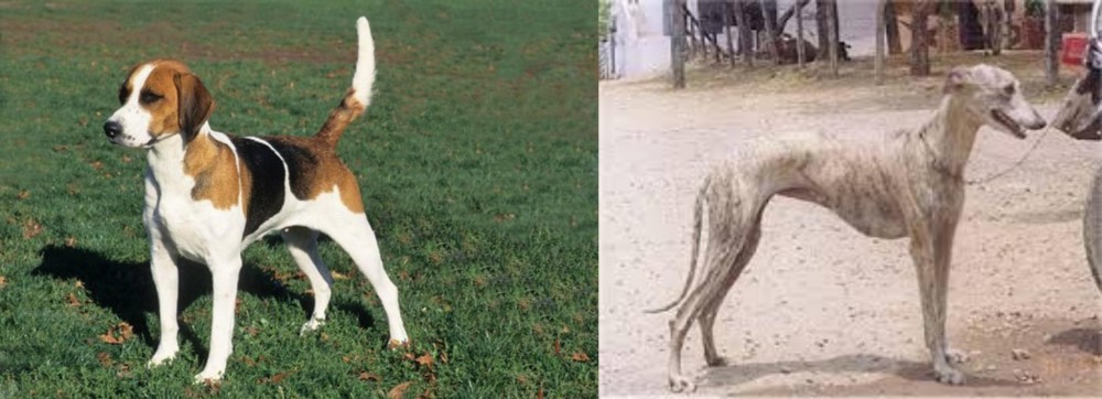 Rampur Greyhound vs English Foxhound - Breed Comparison