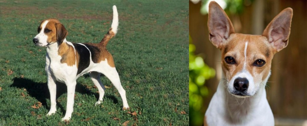 Rat Terrier vs English Foxhound - Breed Comparison
