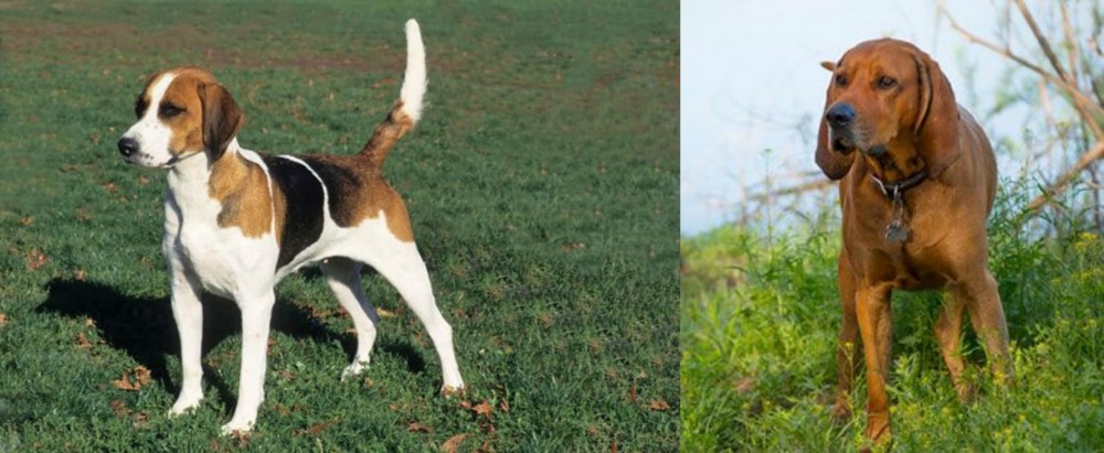 Redbone Coonhound vs English Foxhound - Breed Comparison