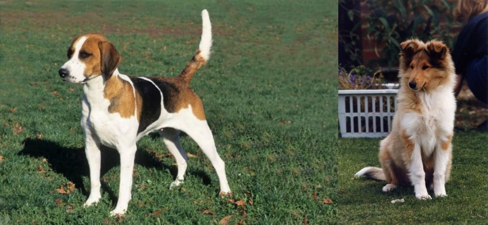 Rough Collie vs English Foxhound - Breed Comparison