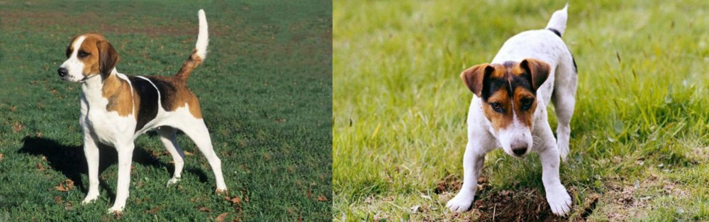 Russell Terrier vs English Foxhound - Breed Comparison