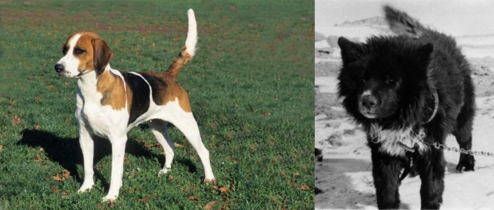 Sakhalin Husky vs English Foxhound - Breed Comparison