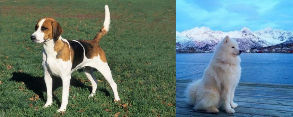 Samoyed vs English Foxhound - Breed Comparison