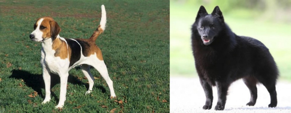 Schipperke vs English Foxhound - Breed Comparison
