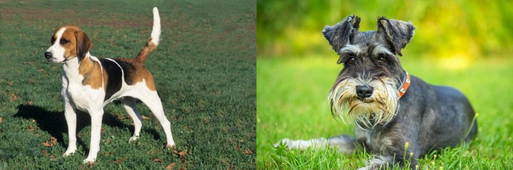 Schnauzer vs English Foxhound - Breed Comparison