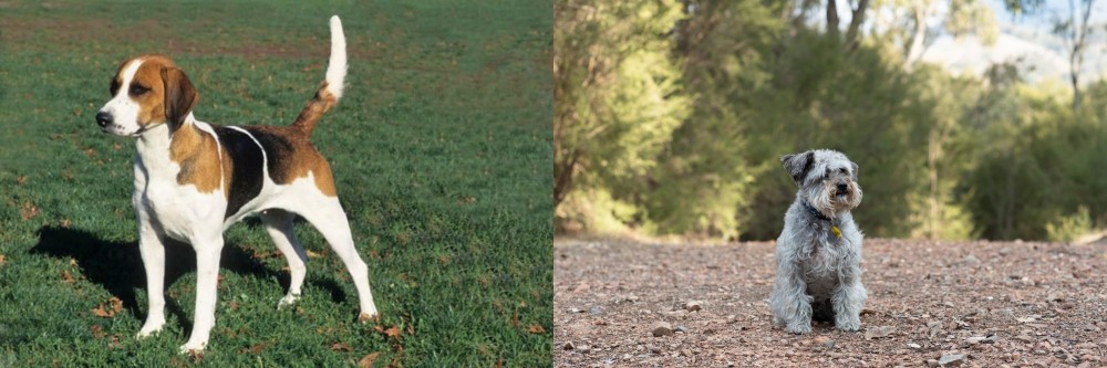 Schnoodle vs English Foxhound - Breed Comparison
