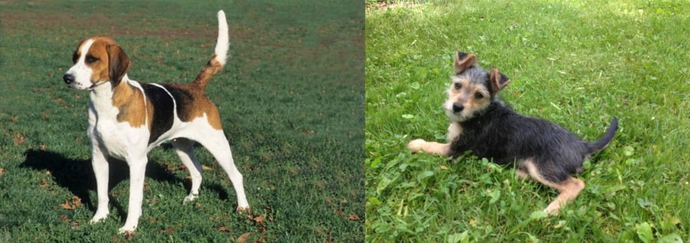 Schnorkie vs English Foxhound - Breed Comparison