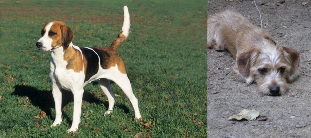 Schweenie vs English Foxhound - Breed Comparison