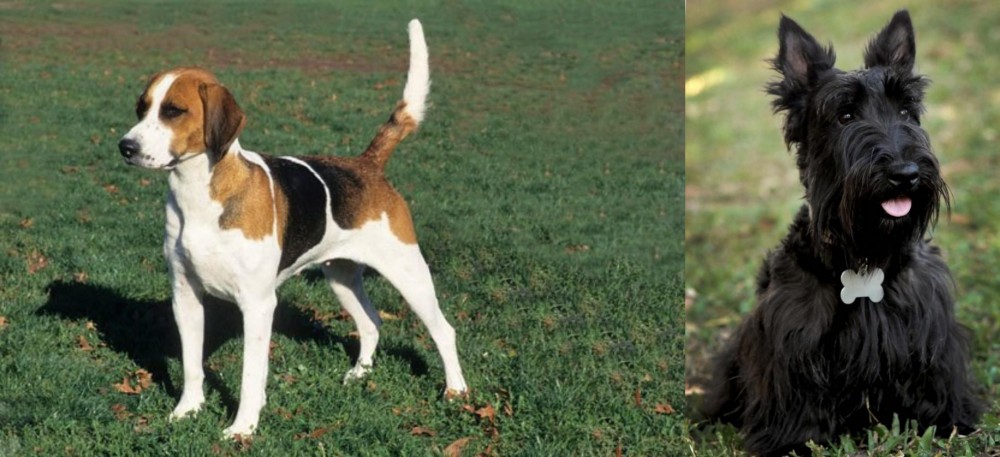 Scoland Terrier vs English Foxhound - Breed Comparison