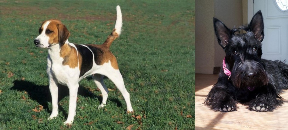 Scottish Terrier vs English Foxhound - Breed Comparison