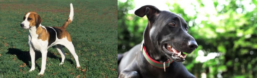 Shepard Labrador vs English Foxhound - Breed Comparison
