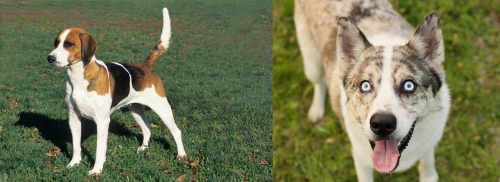Shepherd Husky vs English Foxhound - Breed Comparison