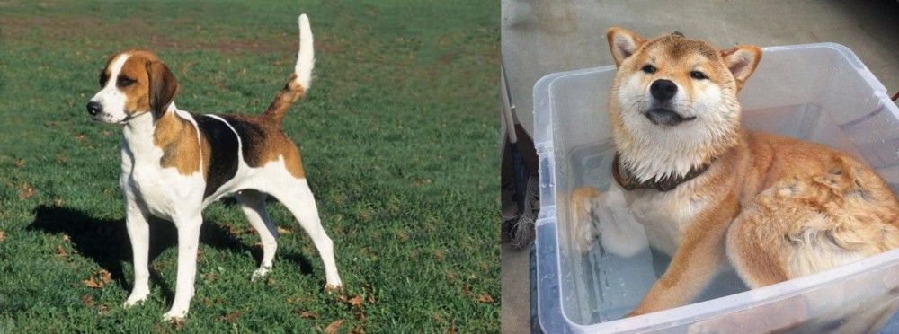 Shiba Inu vs English Foxhound - Breed Comparison