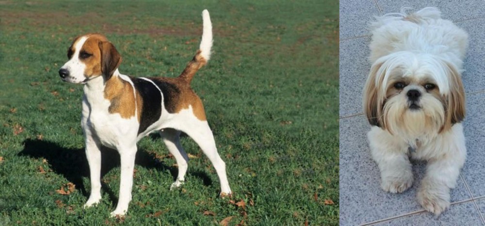 Shih Tzu vs English Foxhound - Breed Comparison