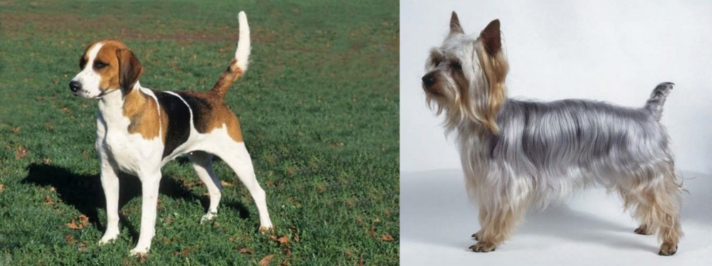 Silky Terrier vs English Foxhound - Breed Comparison