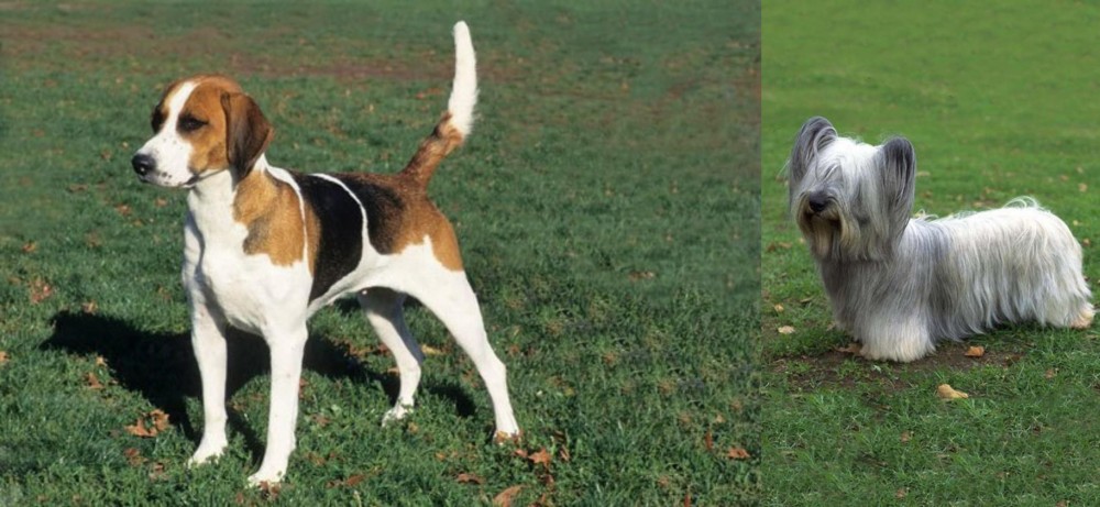 Skye Terrier vs English Foxhound - Breed Comparison