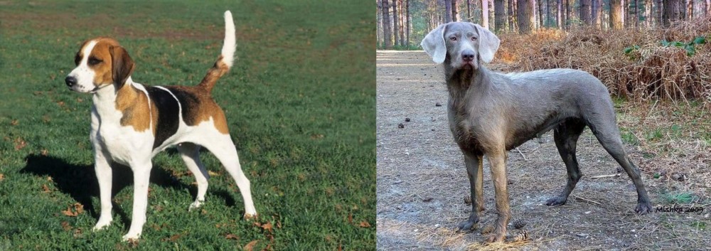 Slovensky Hrubosrsty Stavac vs English Foxhound - Breed Comparison