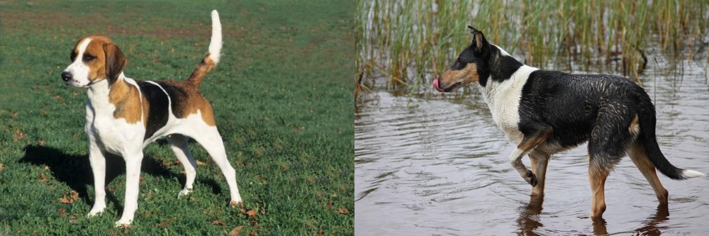Smooth Collie vs English Foxhound - Breed Comparison