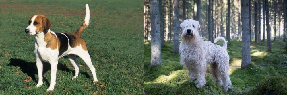 Soft-Coated Wheaten Terrier vs English Foxhound - Breed Comparison