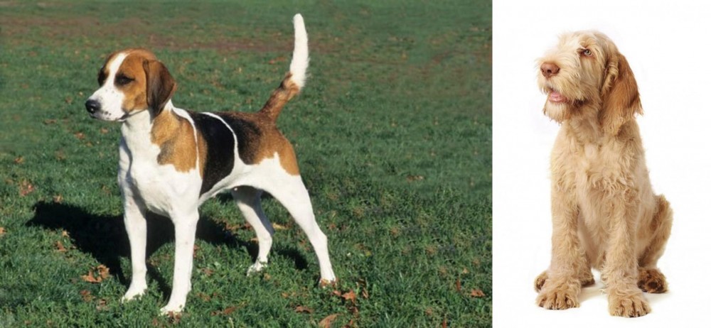 Spinone Italiano vs English Foxhound - Breed Comparison