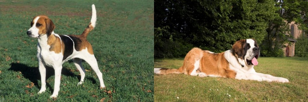 St. Bernard vs English Foxhound - Breed Comparison