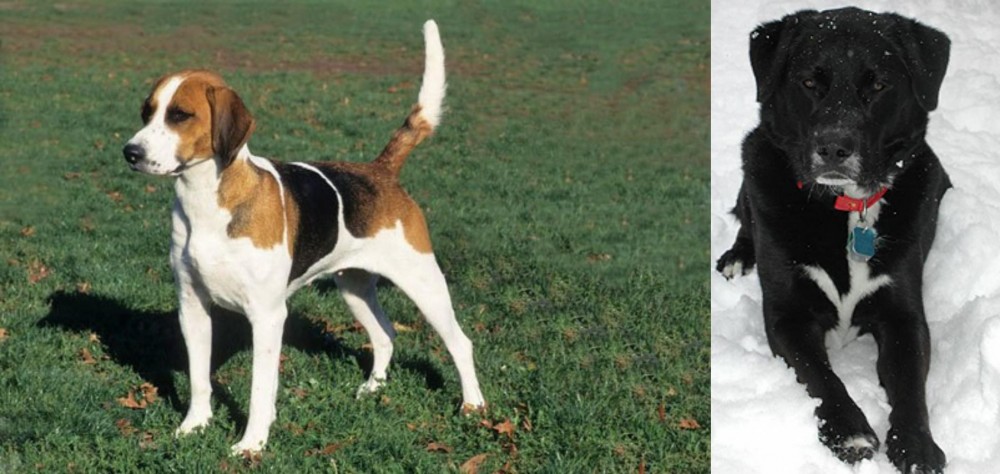 St. John's Water Dog vs English Foxhound - Breed Comparison
