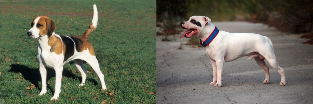 Staffordshire Bull Terrier vs English Foxhound - Breed Comparison