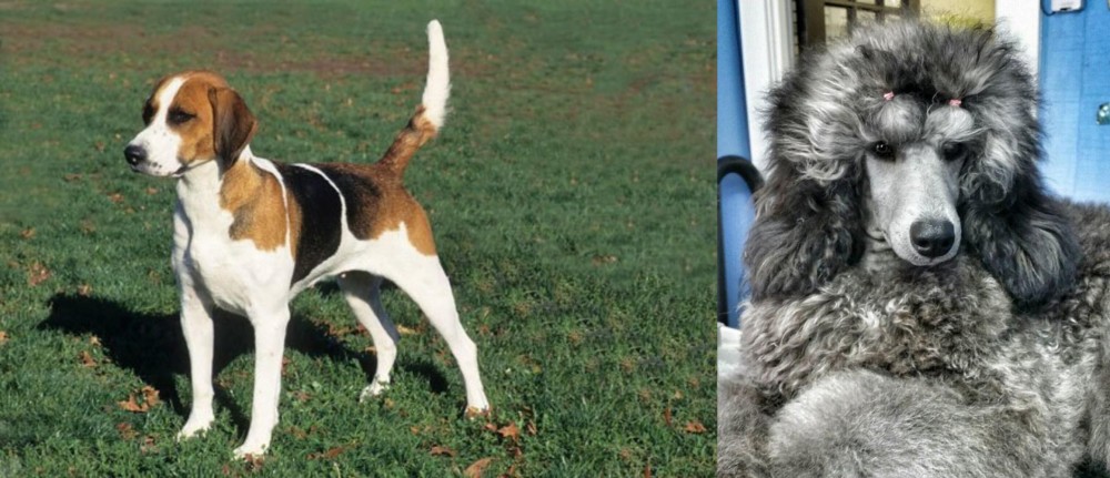 Standard Poodle vs English Foxhound - Breed Comparison