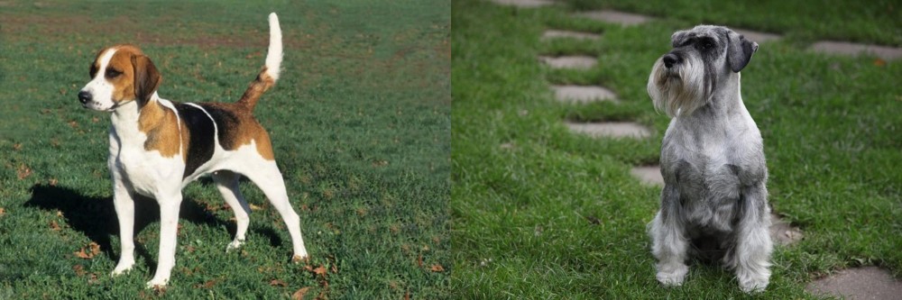Standard Schnauzer vs English Foxhound - Breed Comparison