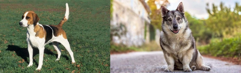 Swedish Vallhund vs English Foxhound - Breed Comparison