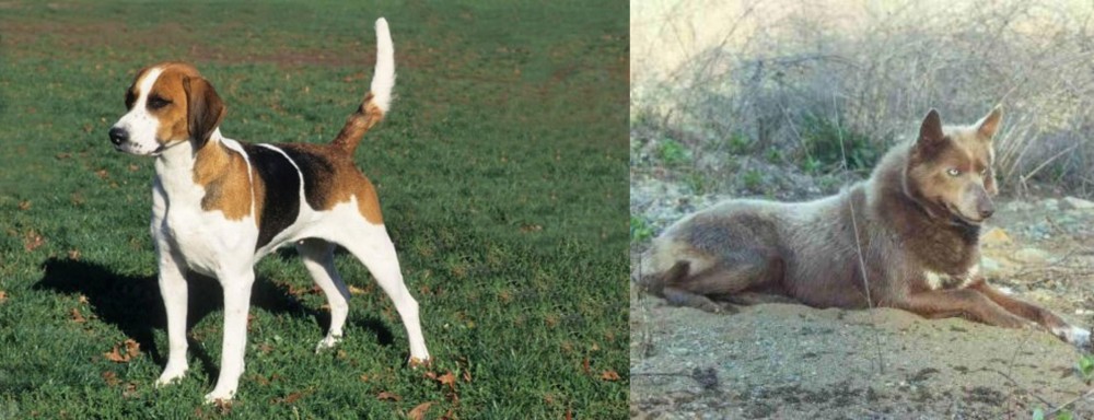 Tahltan Bear Dog vs English Foxhound - Breed Comparison