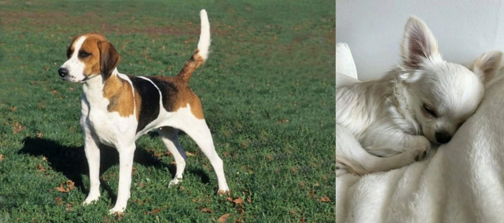 Tea Cup Chihuahua vs English Foxhound - Breed Comparison