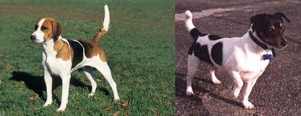 Teddy Roosevelt Terrier vs English Foxhound - Breed Comparison