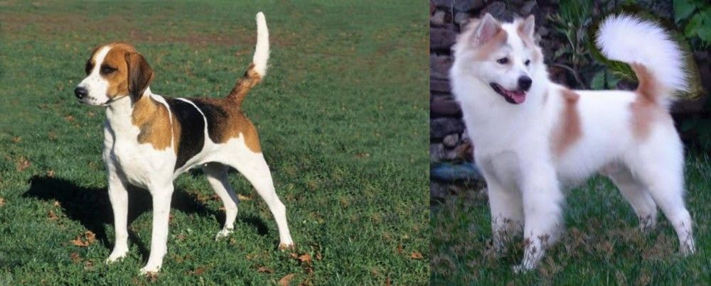 Thai Bangkaew vs English Foxhound - Breed Comparison