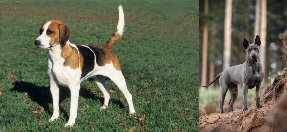 Thai Ridgeback vs English Foxhound - Breed Comparison