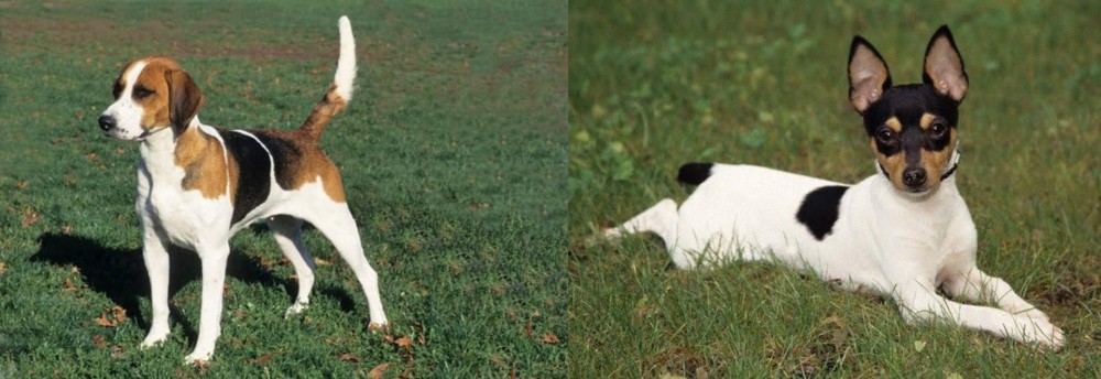 Toy Fox Terrier vs English Foxhound - Breed Comparison