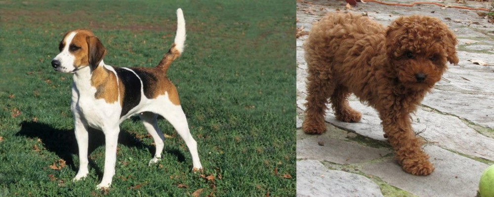 Toy Poodle vs English Foxhound - Breed Comparison