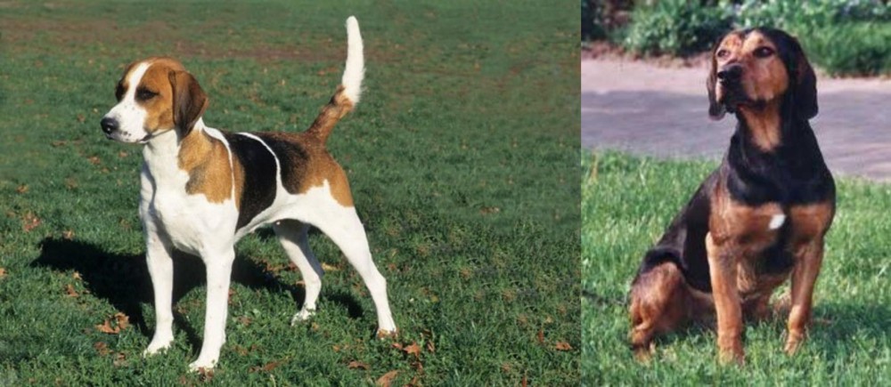 Tyrolean Hound vs English Foxhound - Breed Comparison