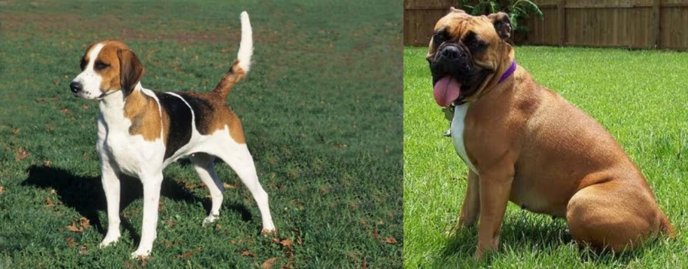 Valley Bulldog vs English Foxhound - Breed Comparison