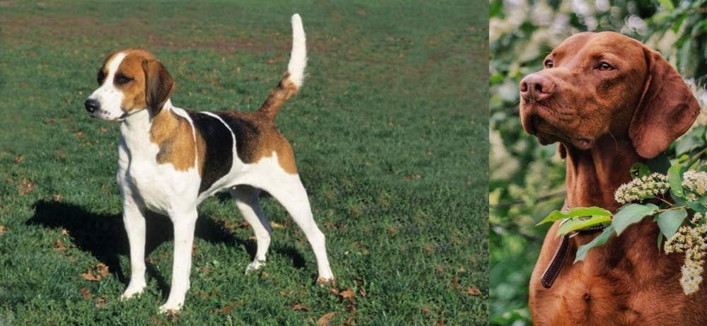 Vizsla vs English Foxhound - Breed Comparison