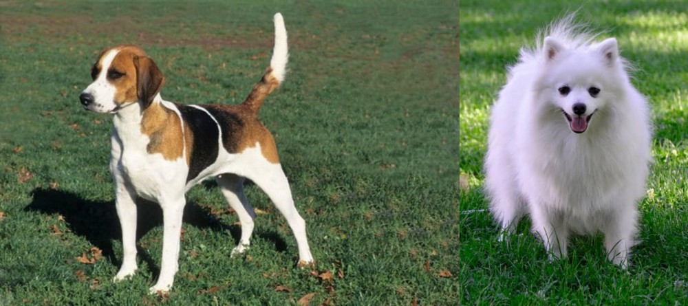 Volpino Italiano vs English Foxhound - Breed Comparison