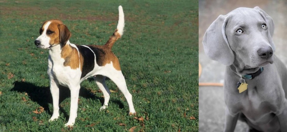 Weimaraner vs English Foxhound - Breed Comparison