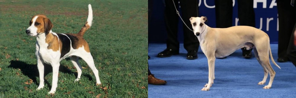 Whippet vs English Foxhound - Breed Comparison