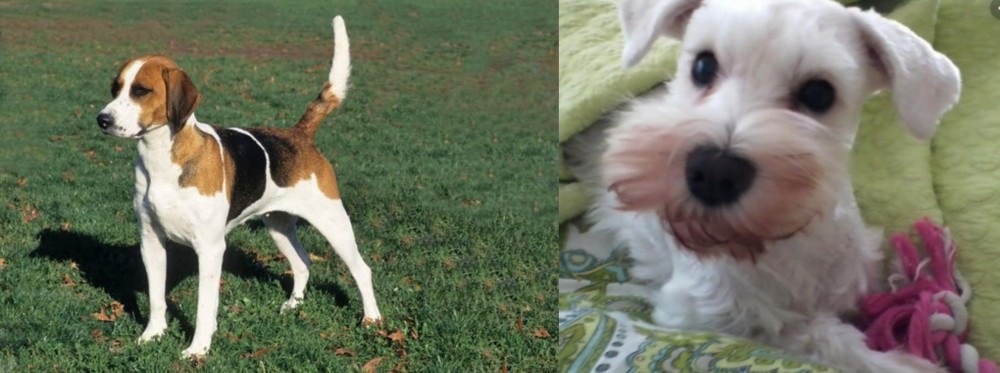 White Schnauzer vs English Foxhound - Breed Comparison