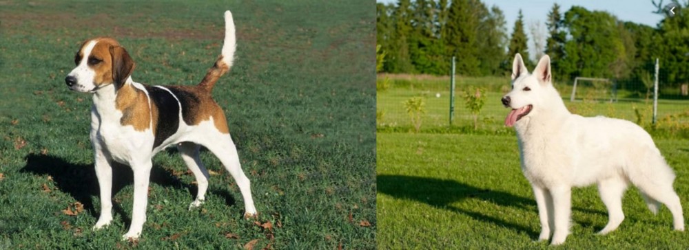 White Shepherd vs English Foxhound - Breed Comparison