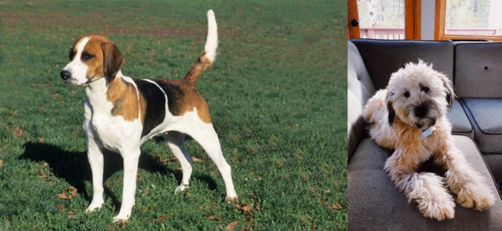 Whoodles vs English Foxhound - Breed Comparison