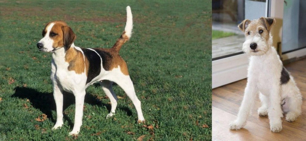Wire Fox Terrier vs English Foxhound - Breed Comparison