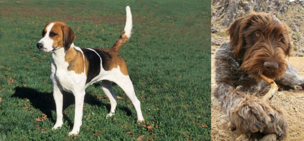 Wirehaired Pointing Griffon vs English Foxhound - Breed Comparison