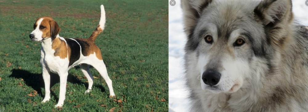 Wolfdog vs English Foxhound - Breed Comparison