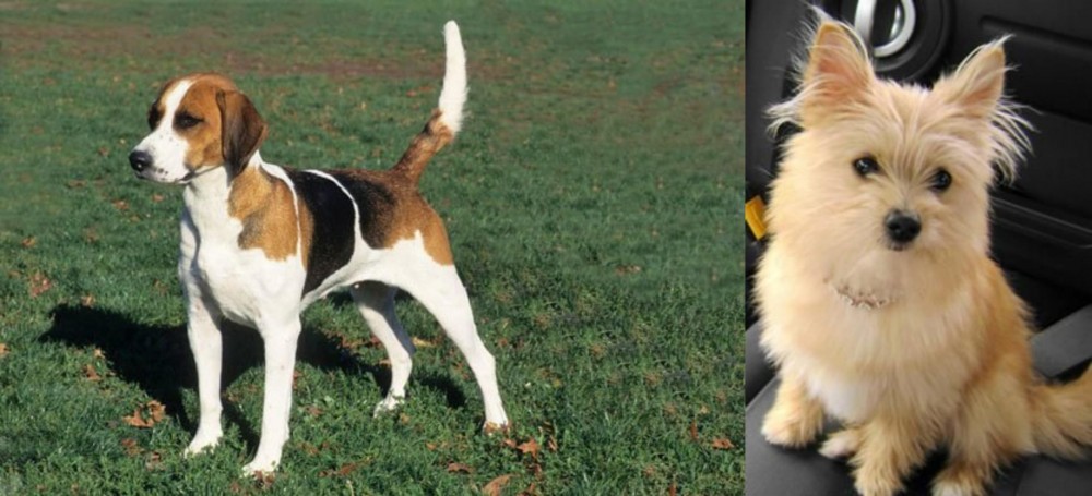 Yoranian vs English Foxhound - Breed Comparison
